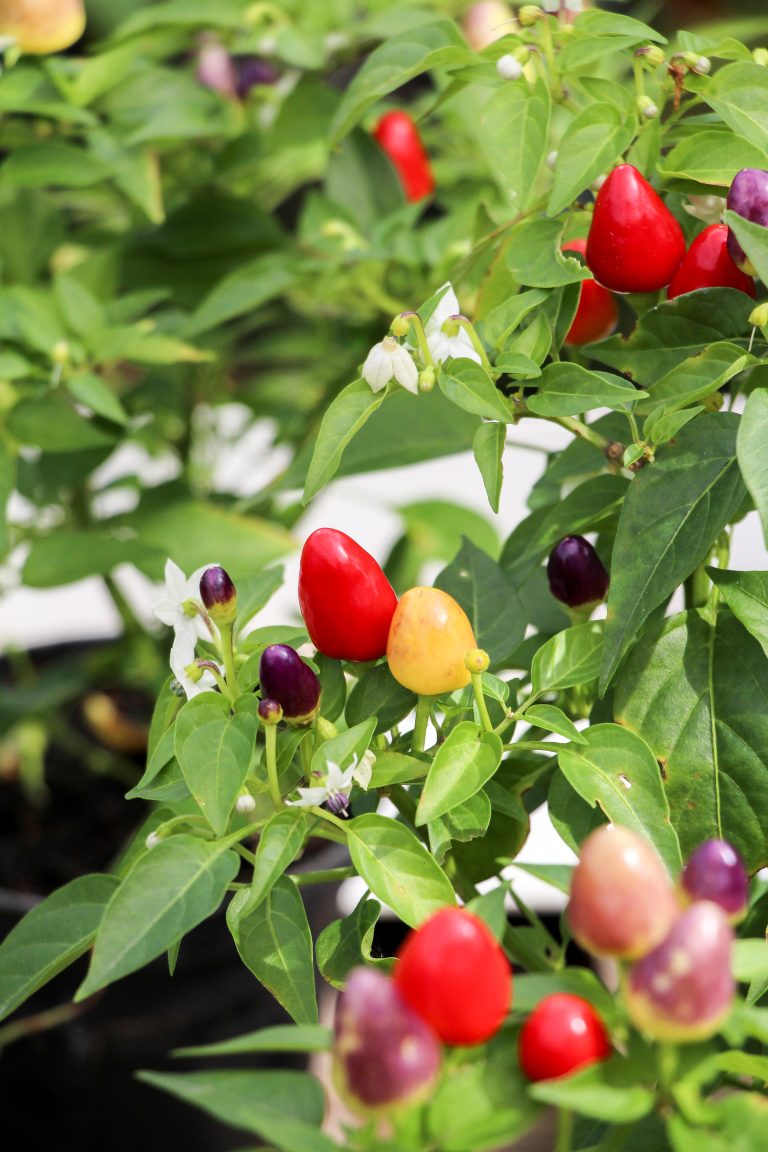 Peperoncino 'Pyramid'