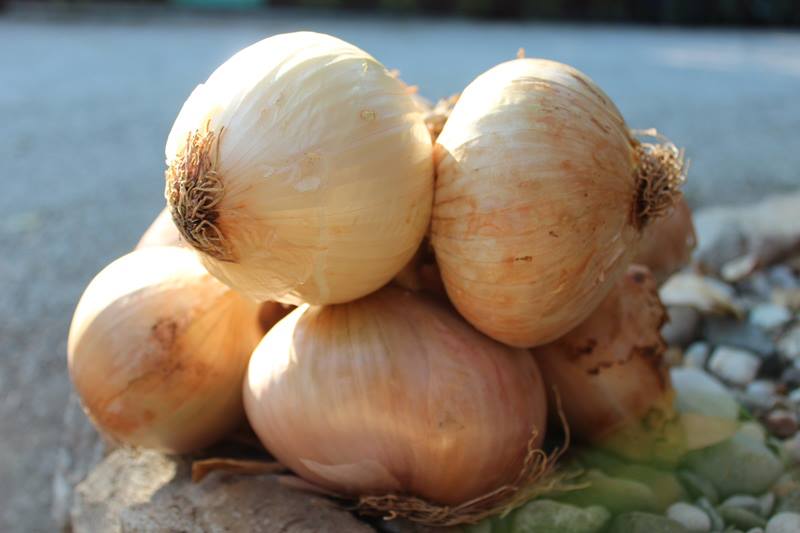 Cipolla di Vatolla