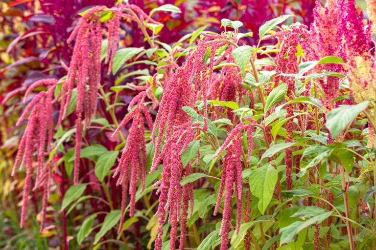 Amaranthus caudatus 'Coral Fountain'
