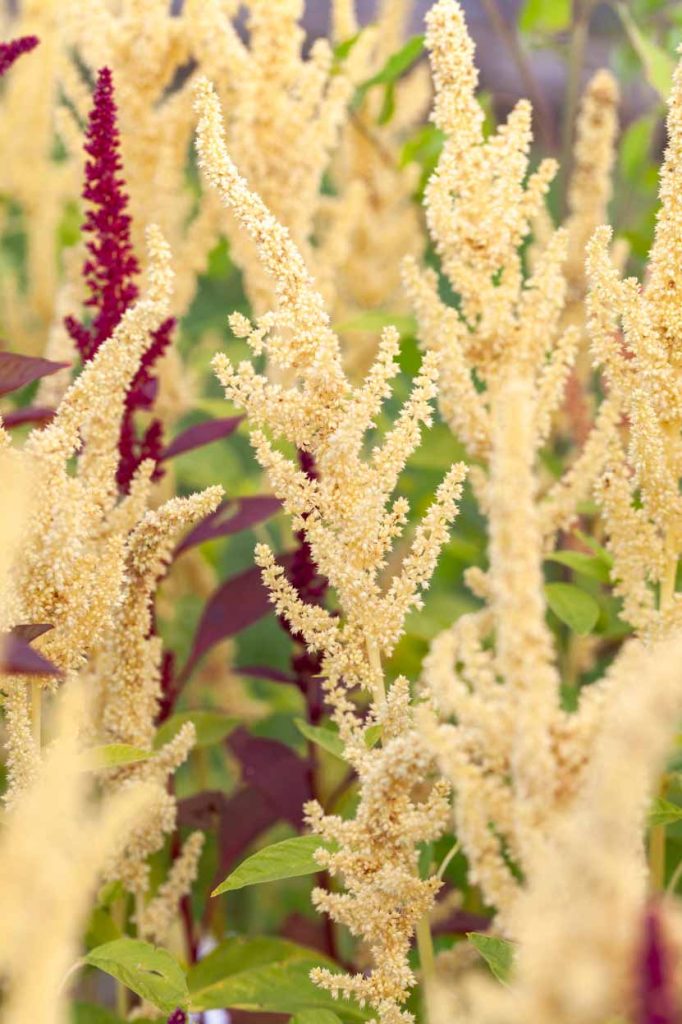 Amaranthus cruentus 'Guatemalan'