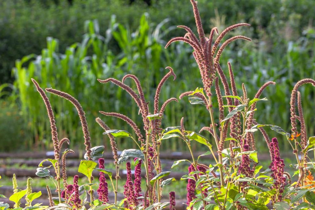Amaranthus hypocondriacus 'Mercado' Amaranto