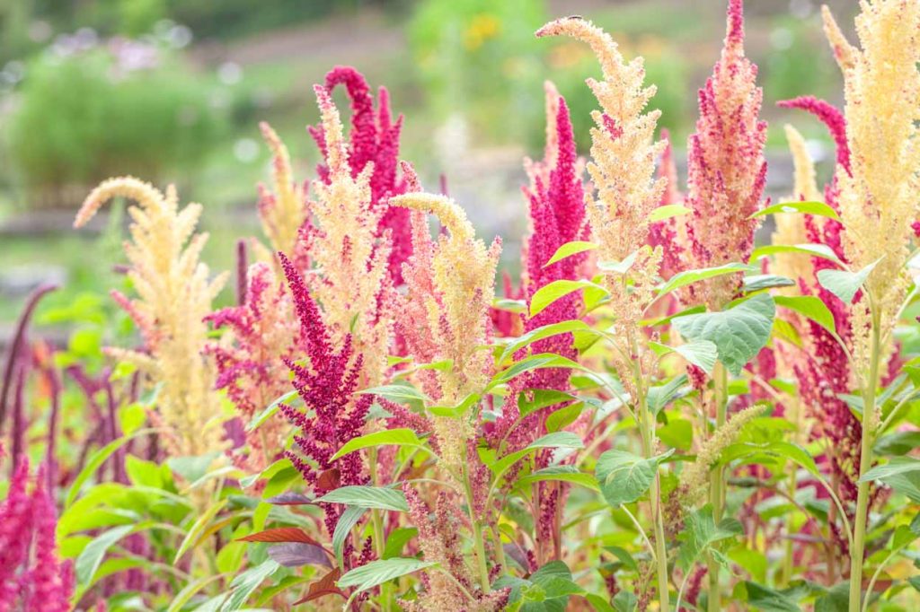 Amaranthus hypochondriacus 'Plenitude Rouge'