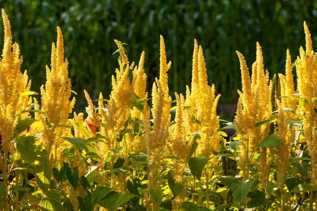 Amaranthus 'Sunset Goldilocks'