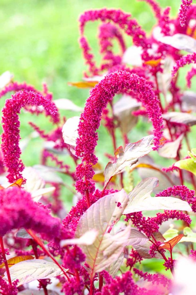 Amaranthus cruentus x powellii 'Moenkopi'