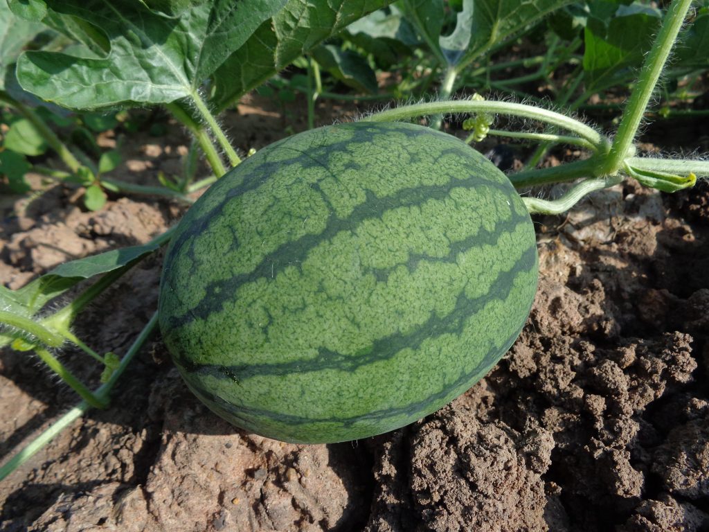 anguria varietà 'Bagnacavallo'