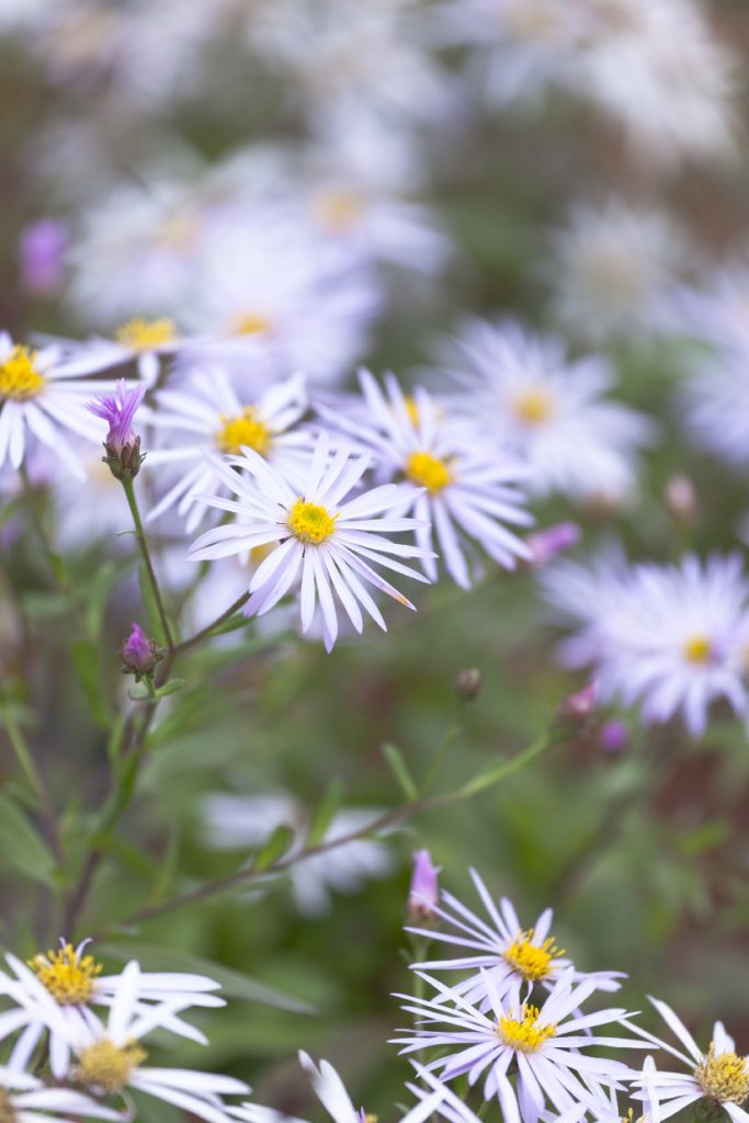 Aster pyrenaeus 'Lutetia'