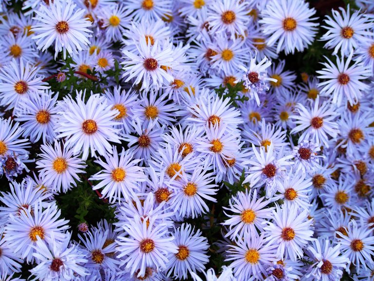 Aster 'Blaubox'