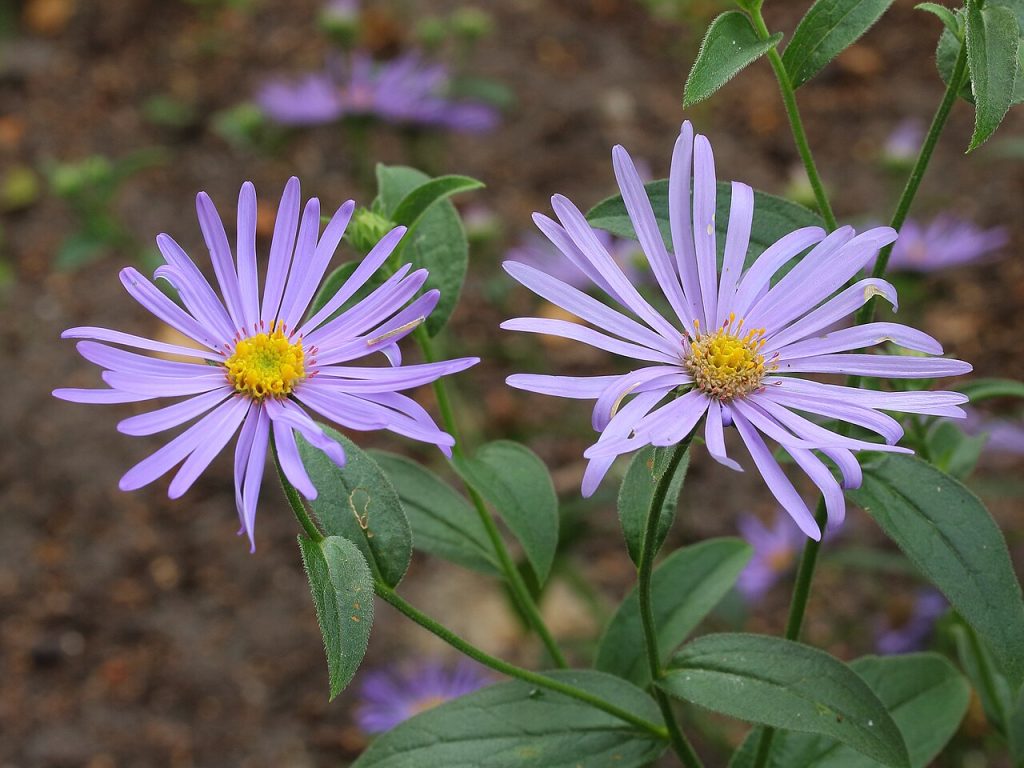 Aster x frikartii 'Monch' 