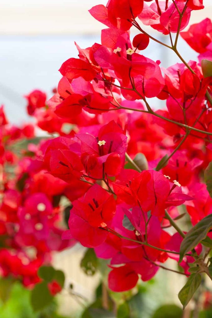 Bougainvillea 'Don Mario'