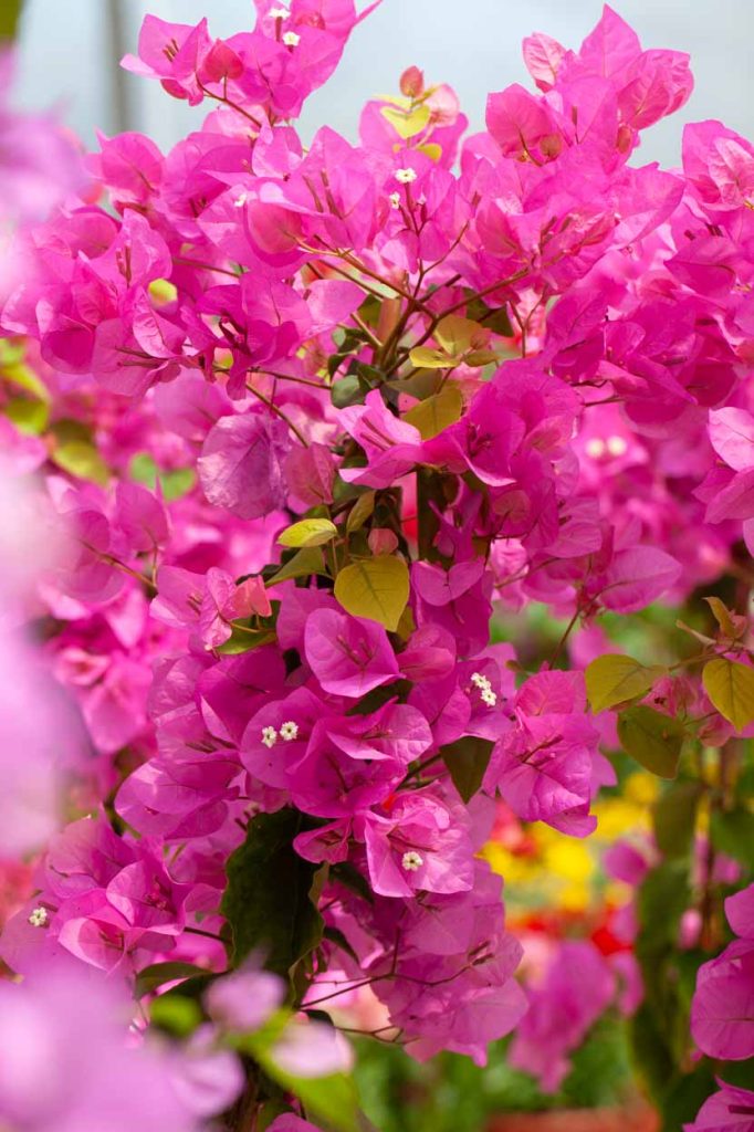 Bougainvillea 'Harlequin'
