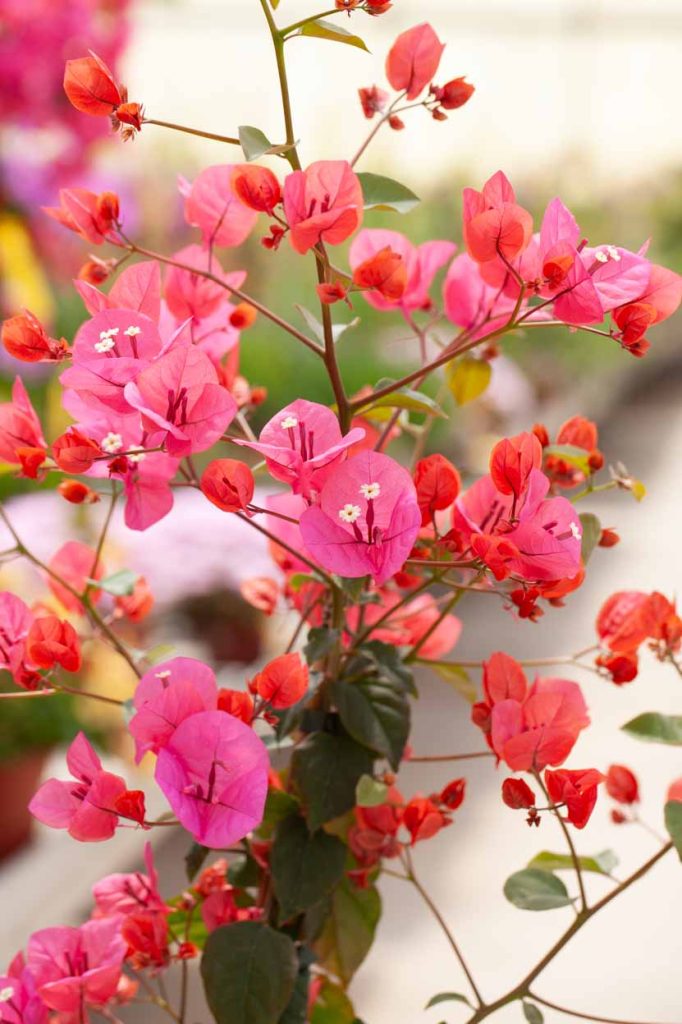 Bougainvillea 'Mr. Buck'