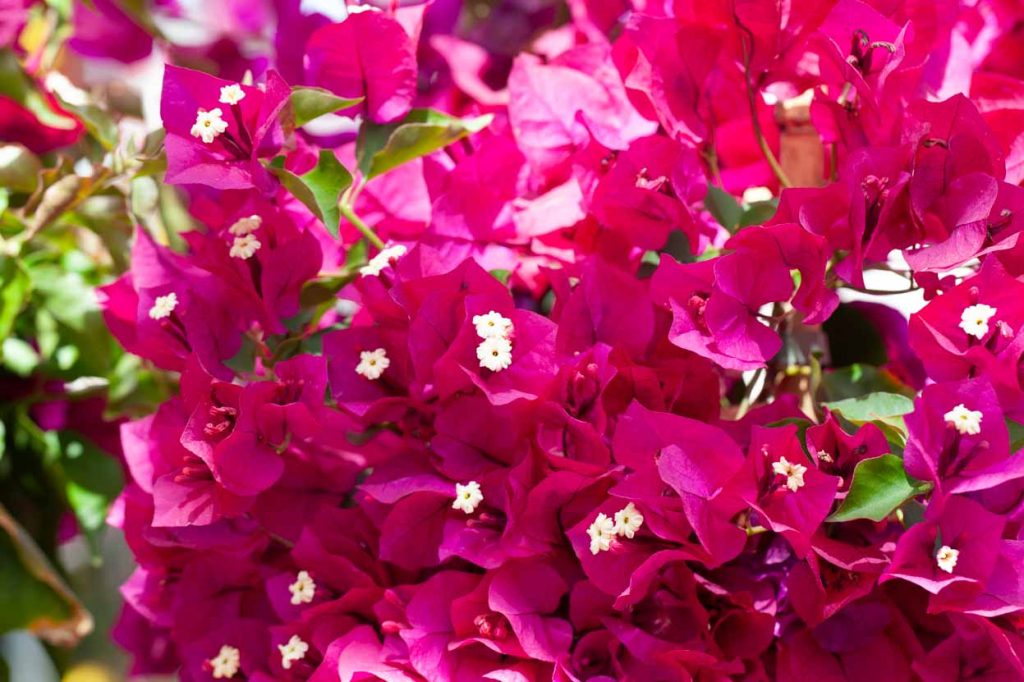 Bougainvillea 'Rubiana'