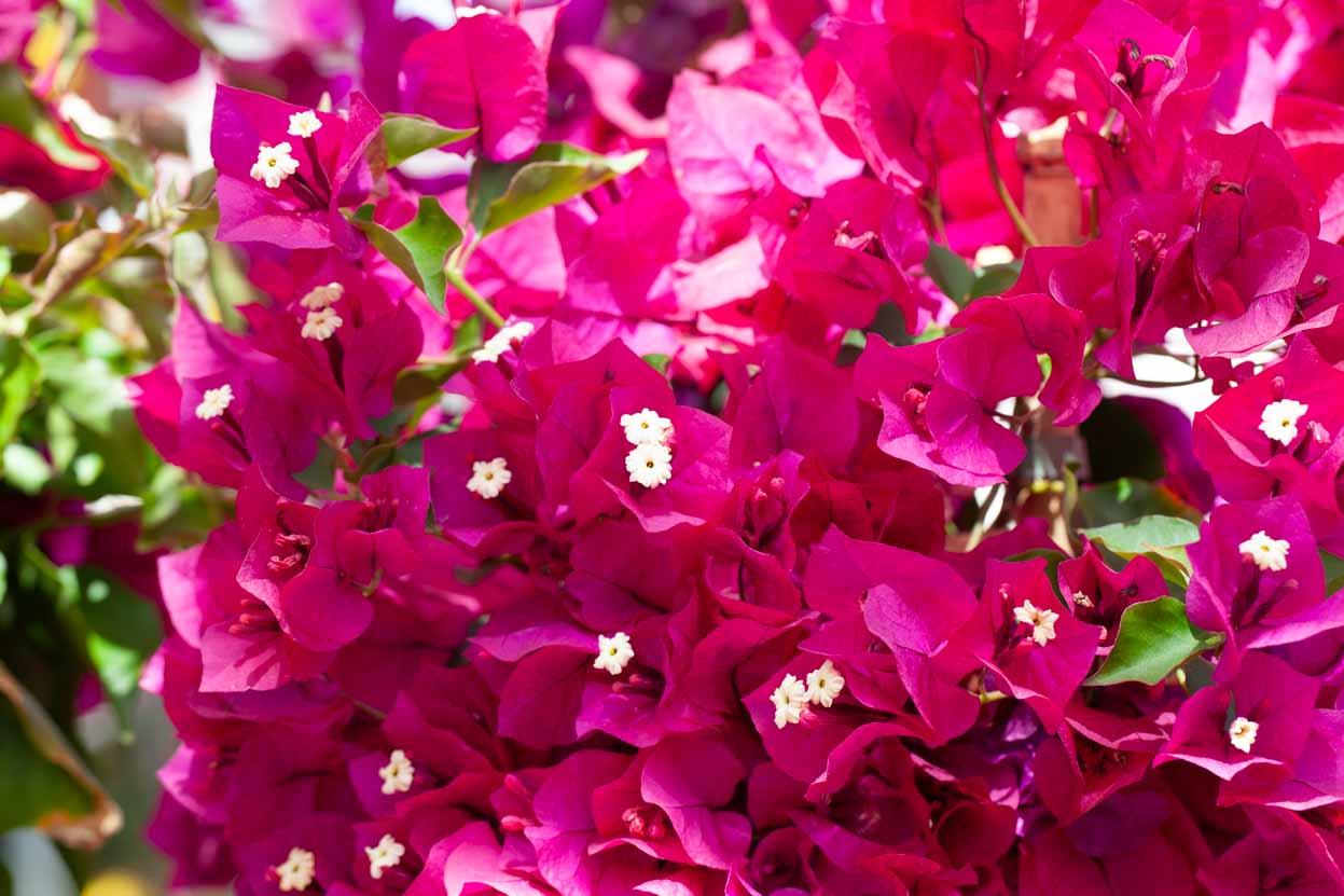 Bougainvillea 'Rubiana'