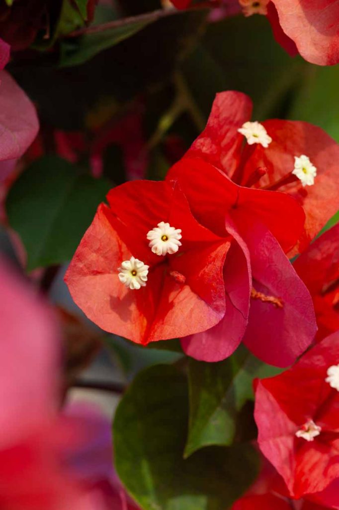 Bougainvillea 'Scarlett O'Hara'