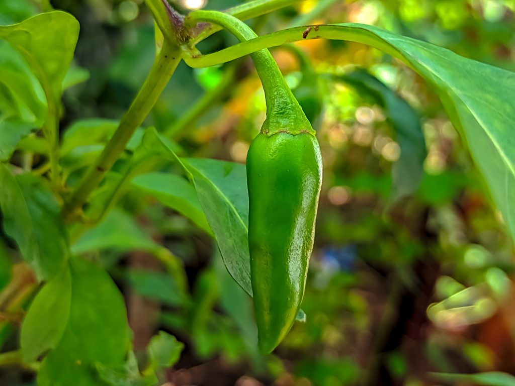 Capsicum annuum 'Jalapeno' peperoncino