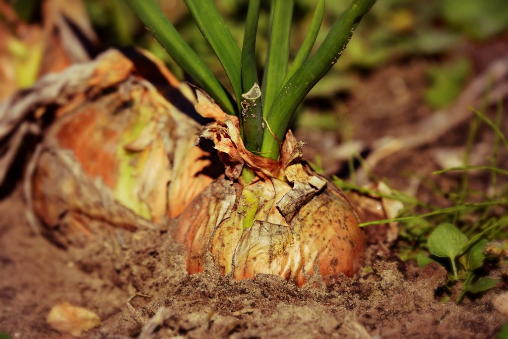 Cipolla dorata nell'orto