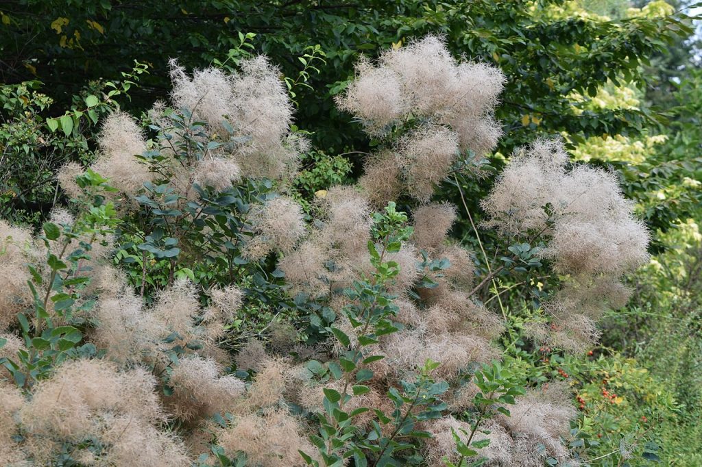 Cotinus coggygria