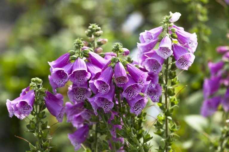 Digitalis purpurea 'Dalmation Purple'
