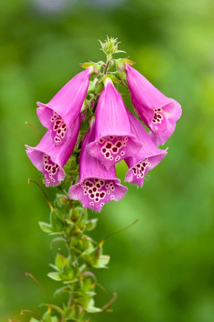 Digitalis purpurea 