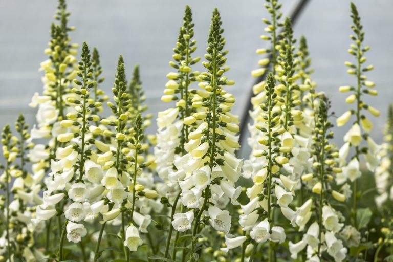 Digitalis purpurea 'Camelot White'