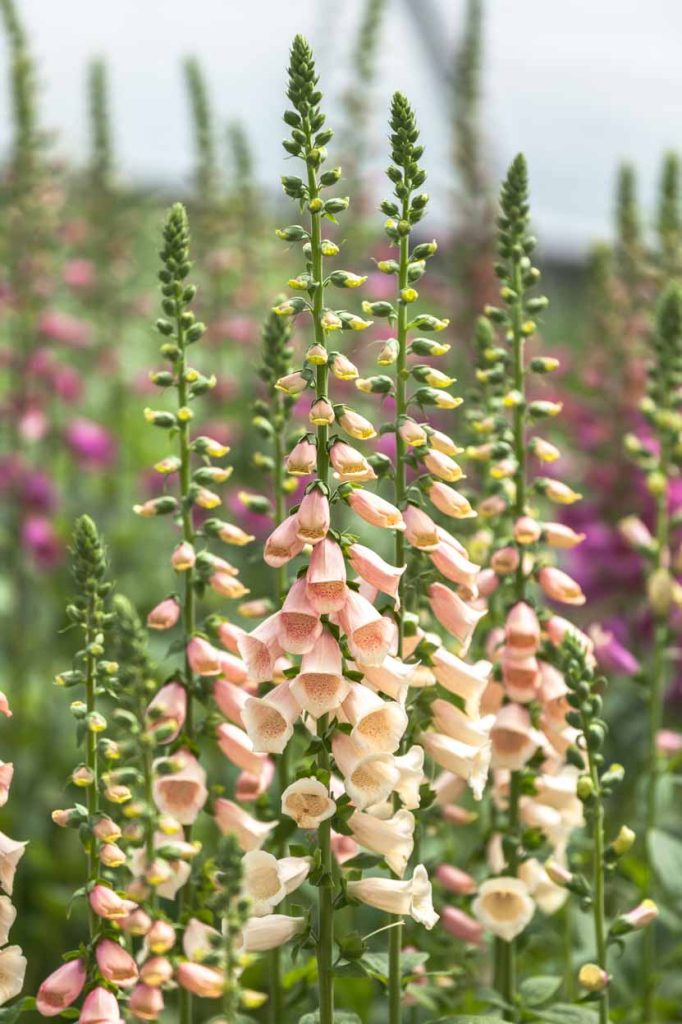 Digitalis purpurea 'Dalmatia Peach'