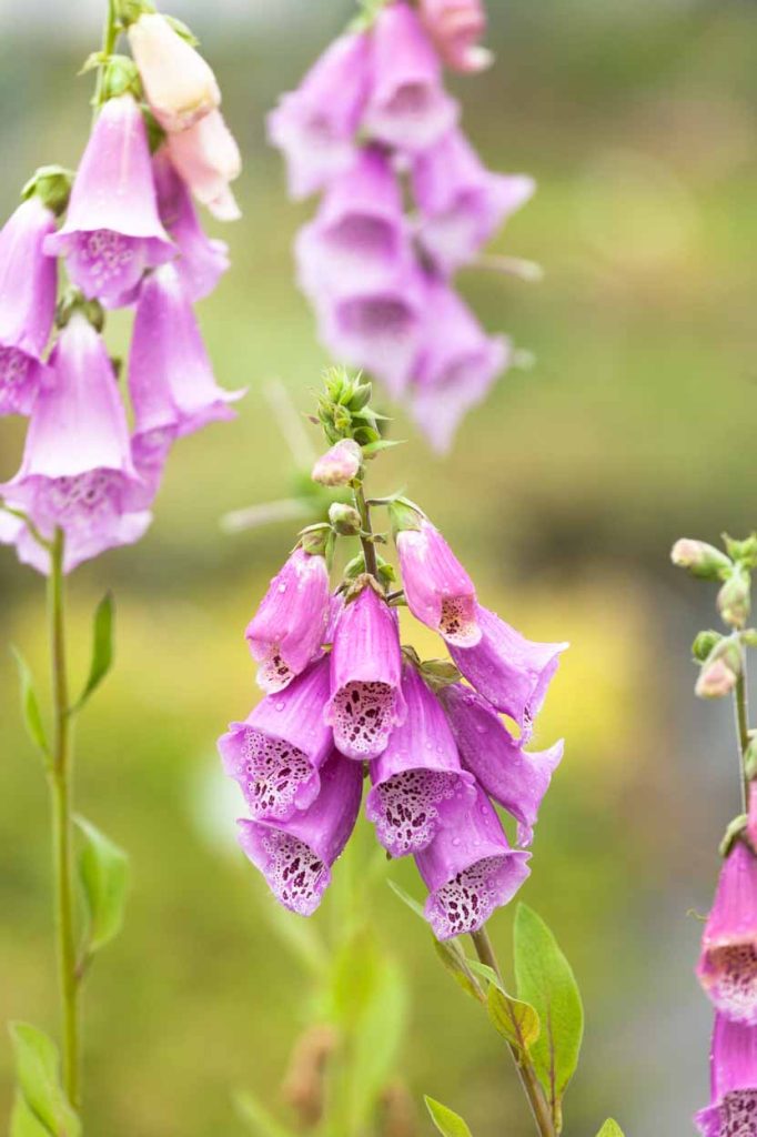 Digitalis purpurea 'Gloxiniaeflora'