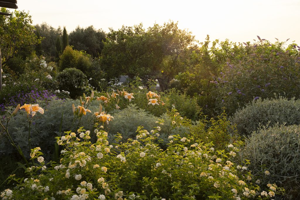 fiori degli emerocallidi e fiori di Lantana camara
