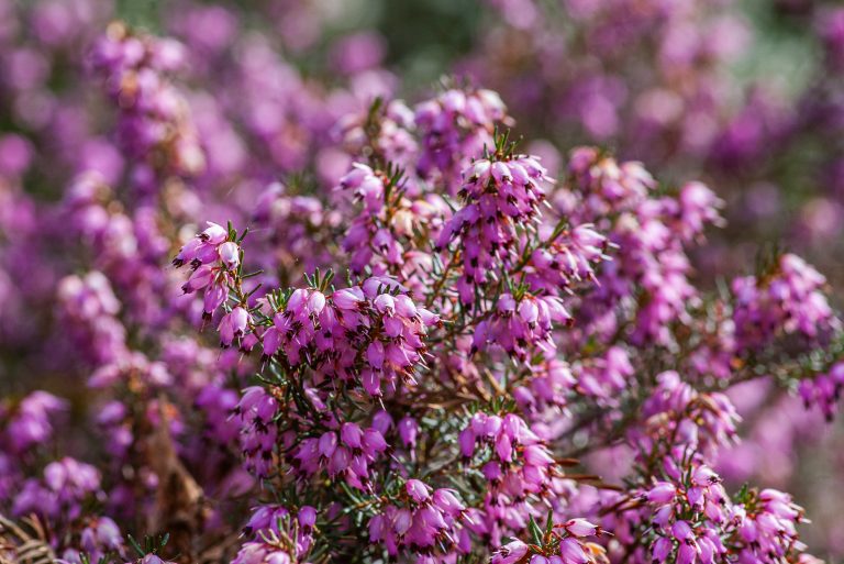 fiori di erica rosa