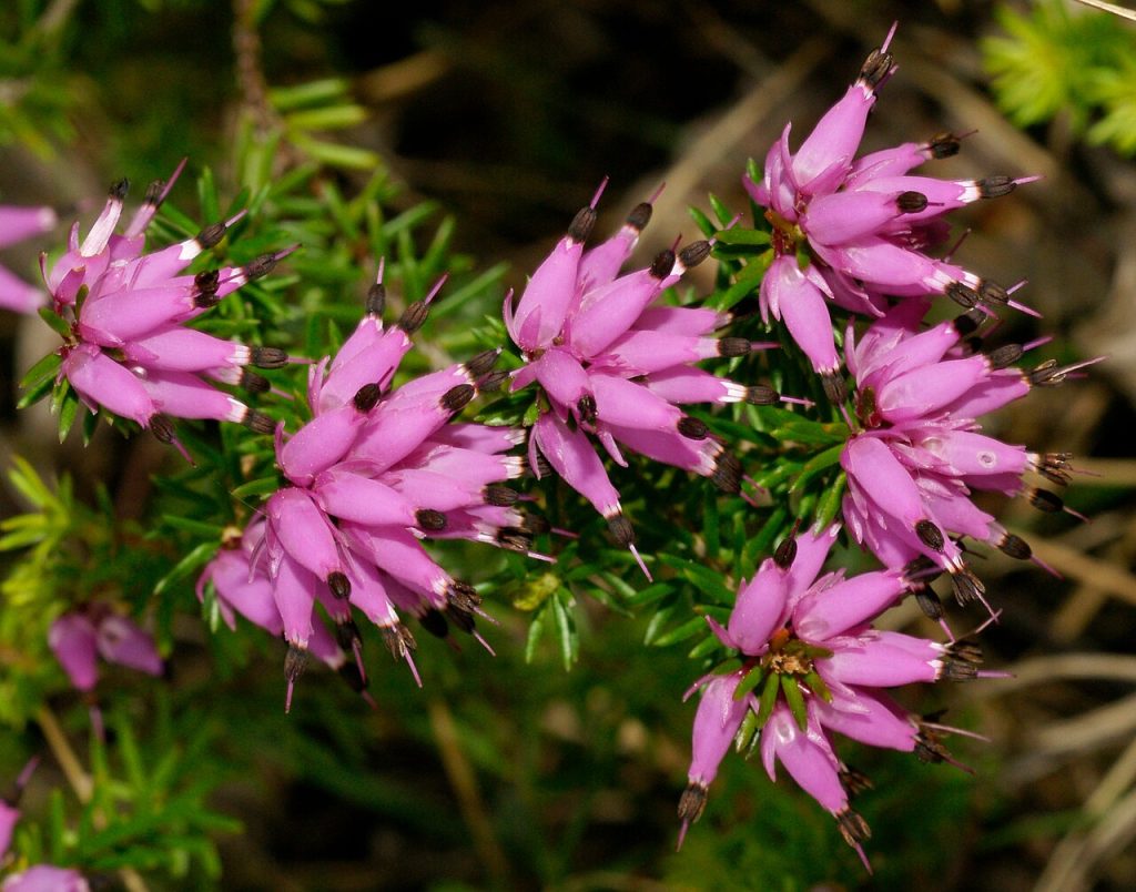 Erica carnea