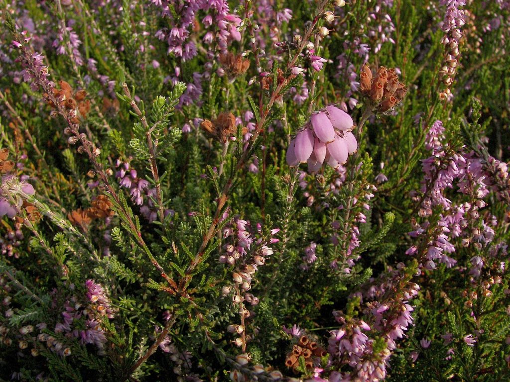 Erica tetralix