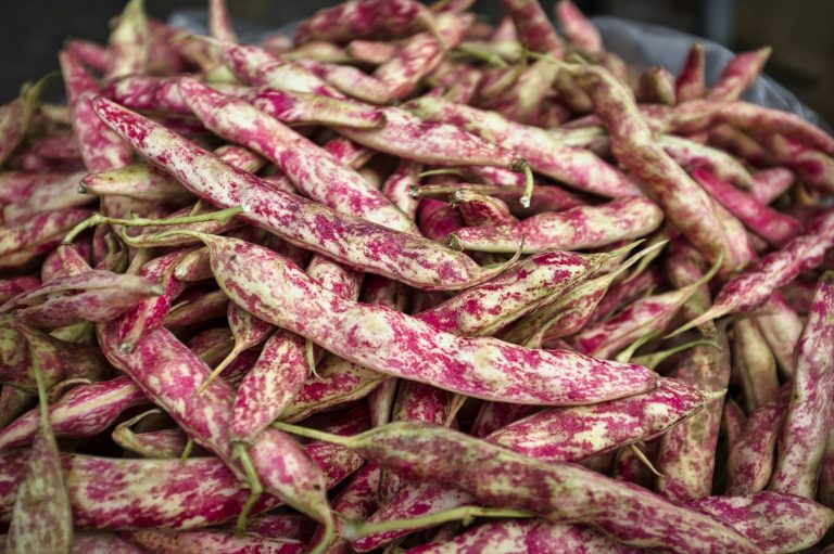 Fagioli 'Borlotto Amaranto Nano'