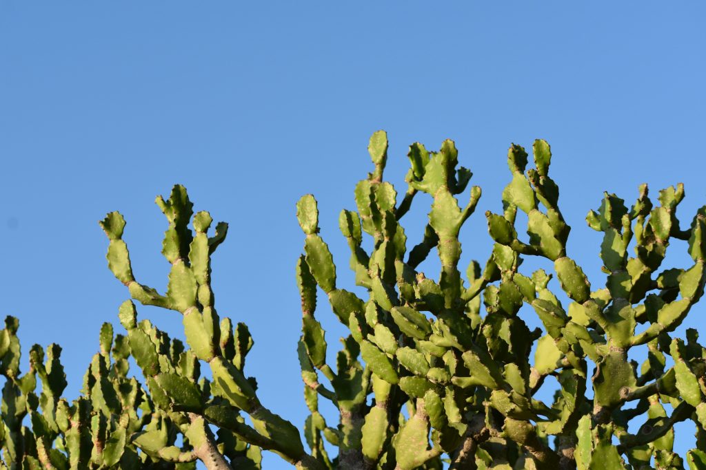 Opuntia ficus-indica