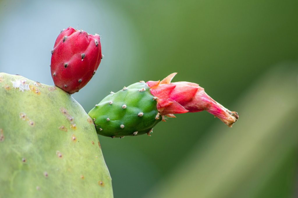 Due frutti di fico d’India, uno rosso e uno verde con il fiore ancora attaccato, crescono su una pala verde sullo sfondo sfocato della vegetazione