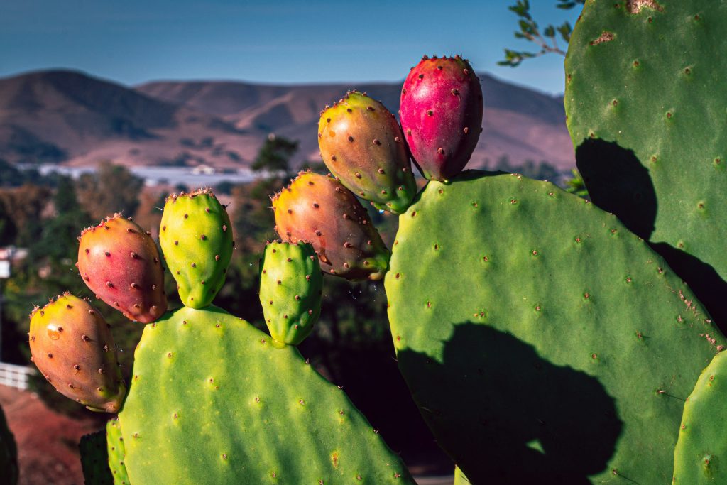 frutti del fico d'India (Opuntia ficus-indica)