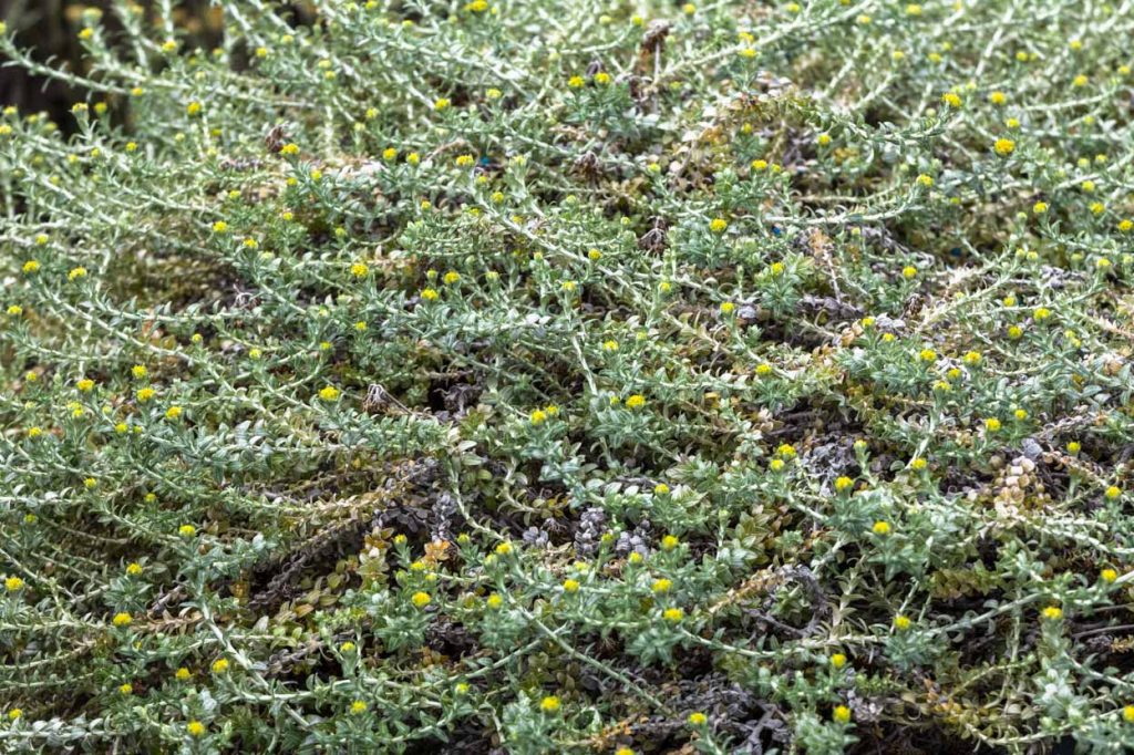Helichrysum cimosum