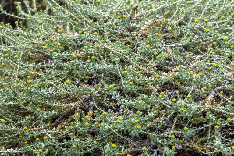 Helichrysum cimosum