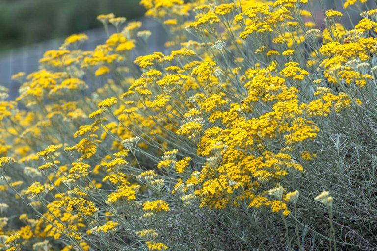 Helichrysum thianschanicum 'Miel et Curry'