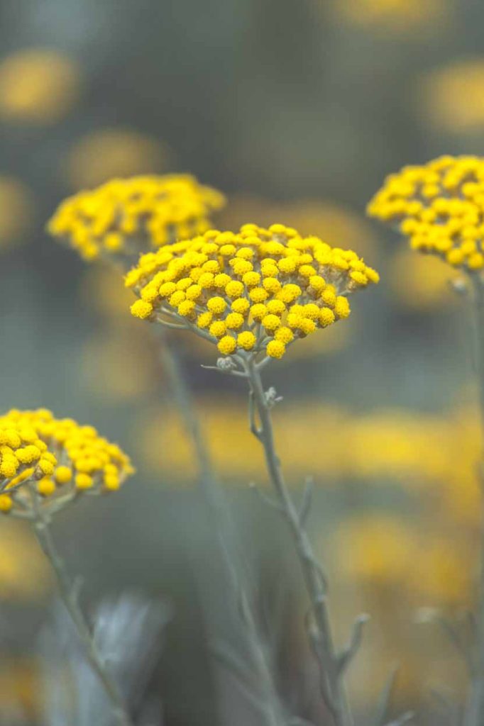 Helichrysum angustifolia