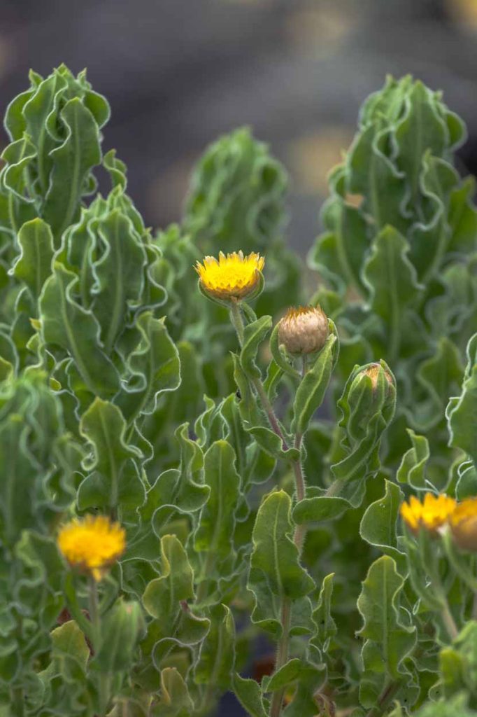 Helichrysum setosum