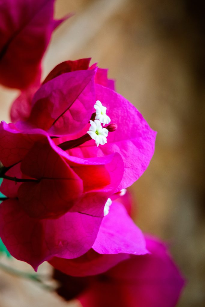 bougainvillea