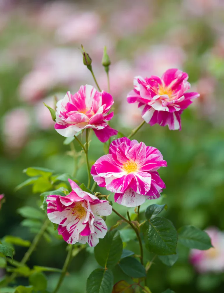 Rosa del re bianca con variegature rosa acceso