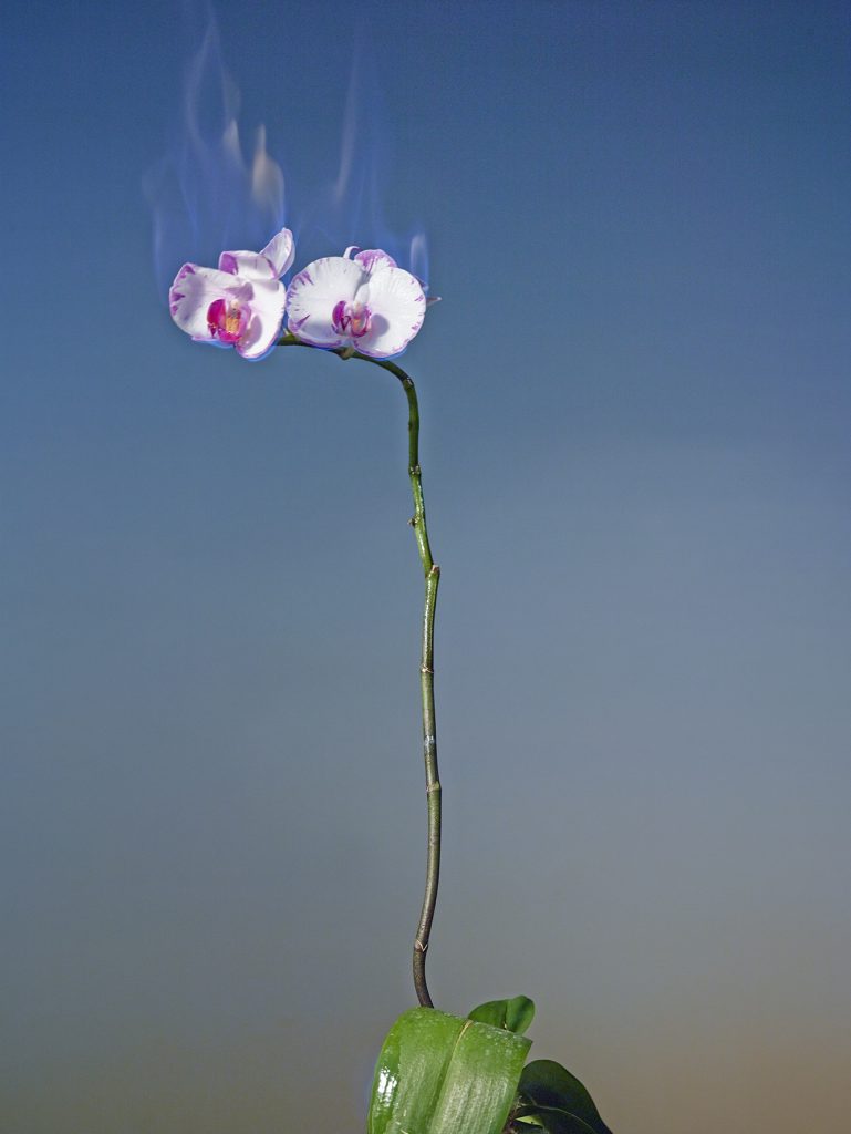 Love Letters No. 22 orchidea Phalaenopsis in fiamme 