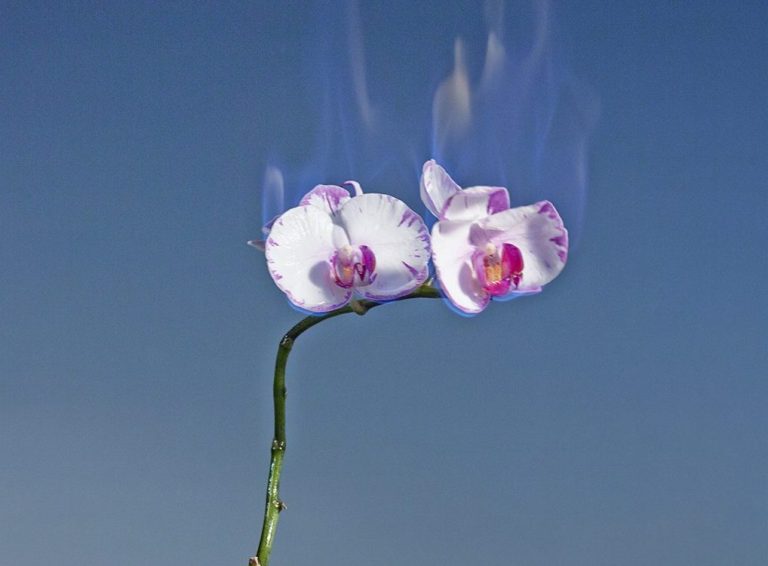 orchidea phalaenopsis in fiamme