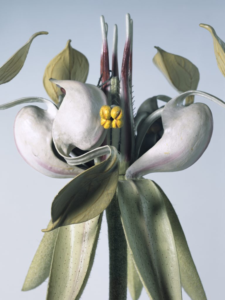 Theobroma cacao pianta del cacao