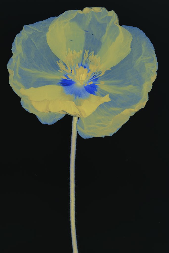 Nouvelles espèces de compagnie fotografia di Suzanne Lafont
