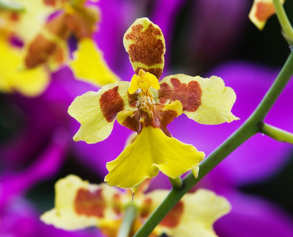 Oncidium excavatum