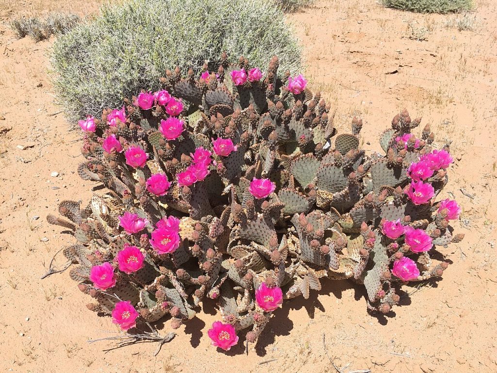 Opuntia basilaris