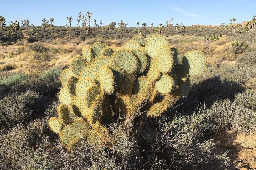 Opuntia chlorotica