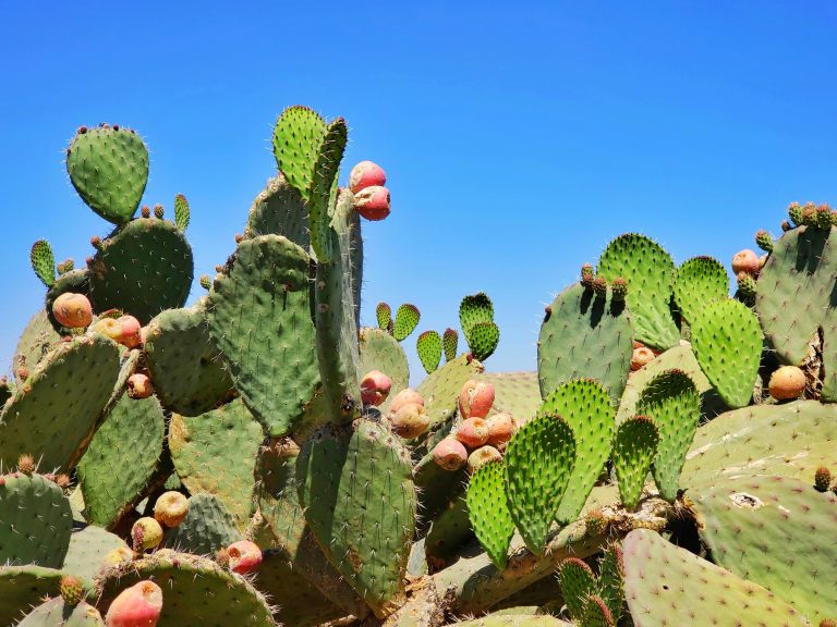 Opuntia ficus-indica fico d'india