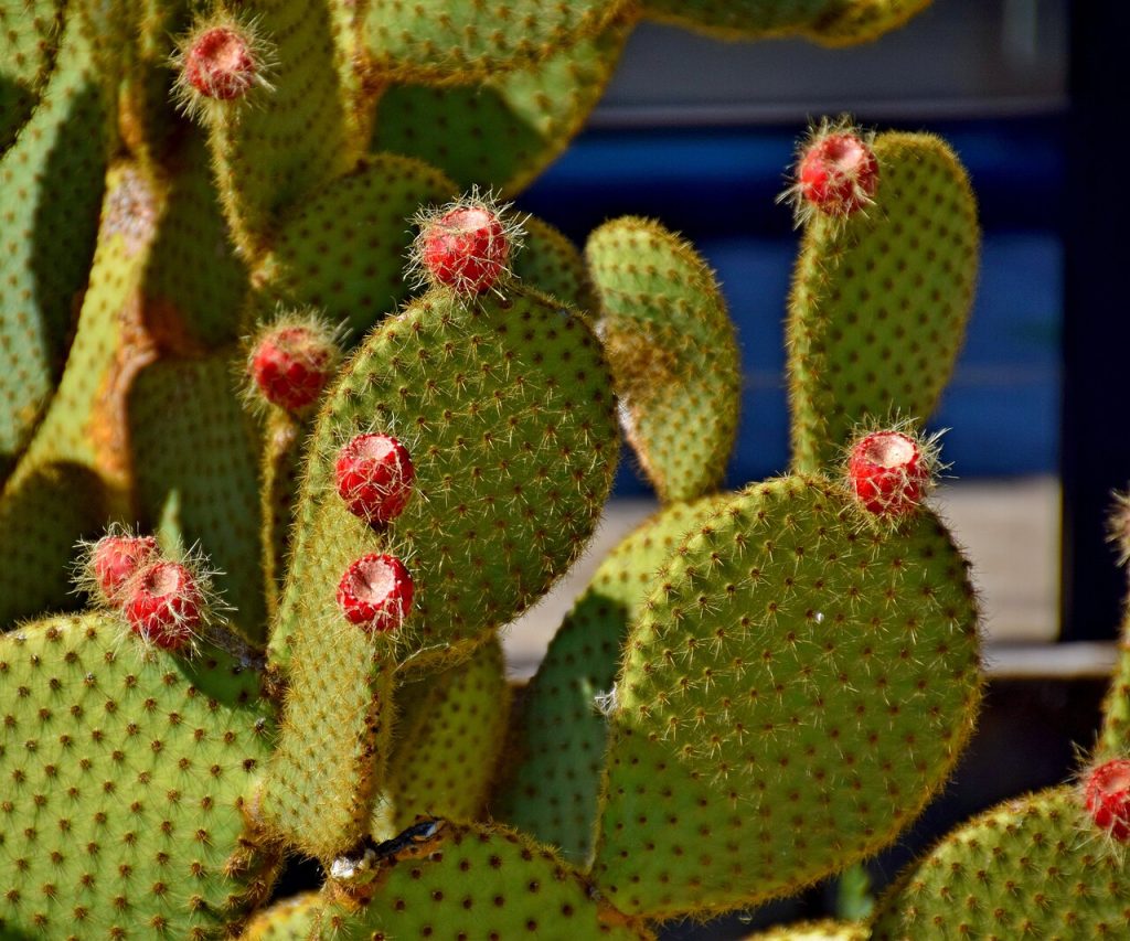 Opuntia scheeri fico d'India